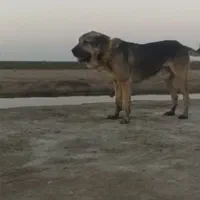 سگ پژدر نر|سگ|بندر ترکمن, |دیوار