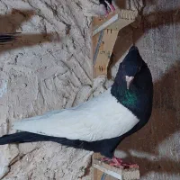 کفتر اس رنگه مقبول سینه دمسفید طوق سفید کله