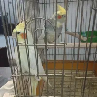 دو عروس هلندی با قفس و ظرف آب و غذا