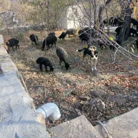 سگ گله ای  دو عدد|سگ|کهک, |دیوار