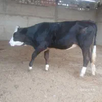 سلام گوساله سمینتال جنس اصلی