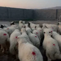 36 بره بره دوبری کوردی باب پروار
