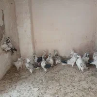 نرماده پرشی