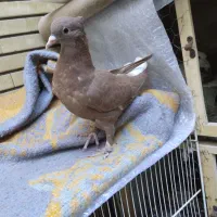 کفتر سرخ دم سفید