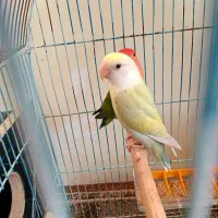 طوطی کوتوله جفت اهلی تخمگذار