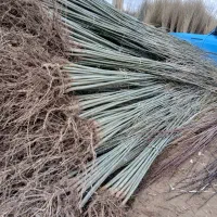 قره گواخ کلمبور نهال کبوده صنوبر نیگرا