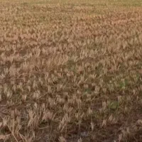 زمین کشاورزی فریدونکنار۵۰۰۰ متر