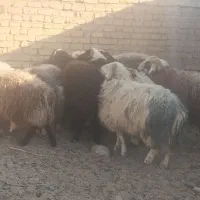 فروش بره چاق|حیوانات مزرعه|بختگان, |دیوار