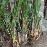 مور بریم سفید