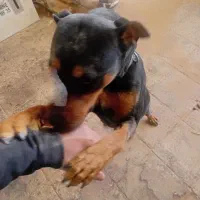 سگ روتفایلر|سگ|قم, کاسه گران|دیوار