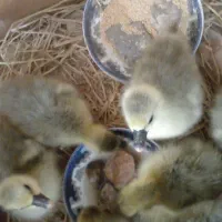 جوجه غاز محلی زیر پر در اومدن خیلی سرحال|حیوانات مزرعه|گلوگاه بابل (گلیا), |دیوار