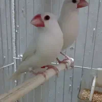 فنج نرگسی با قفس