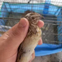 بدبده ، بلدرچین