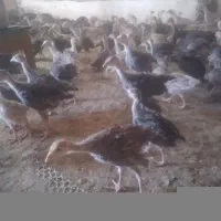 جوجه بوقلمون بوربون  بوروج آمریکایی