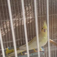 طوطی عروس لوتینو ماده بالغ|پرنده|بابل, |دیوار