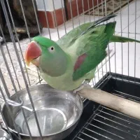 شاه طوطی ماده اماده جفت شدن