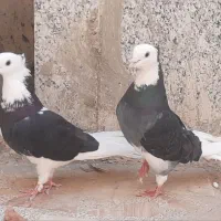 شازده