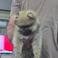 سگ پامر خرسی عروسکی