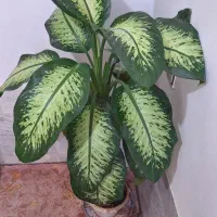 گل دیفن باخیا