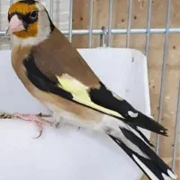 سهره نر ماده کار داده