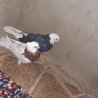 کبوتر