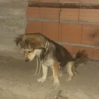 سگ پاکوتاه ماده|سگ|گرگان, |دیوار