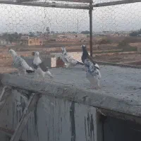 کفتر|پرنده|کاشان, دشت لتحر|دیوار