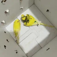 جفت مرغ عشق