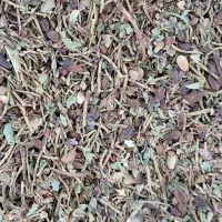 فروش خوشه پسته