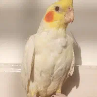 جوجه عروس هلندی لوتینو