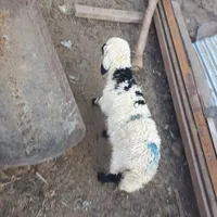 بره شیری|حیوانات مزرعه|رفسنجان, |دیوار