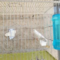 قناری ماده اماده