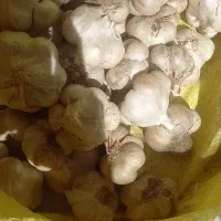 سیر