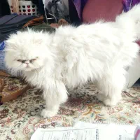 گربه پرشین|گربه|رفسنجان, |دیوار