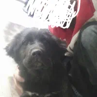 توله سگ قهدریجانی|سگ|شهرضا, |دیوار