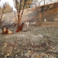 خروس لاری و محلی|حیوانات مزرعه|پیشوا, |دیوار