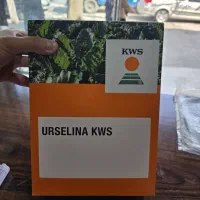 چغندر.  قند بذر