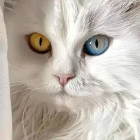 پرشین نر چشم تا به تا
