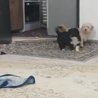 واگذاری 3 داگ نژاد اشپیتز تریر