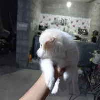 سگ اشپیدز میکس|سگ|میناب, |دیوار