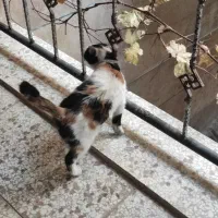 گربه کالیکو