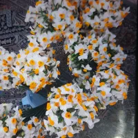 فروش گل نرگس به قیمت عمده