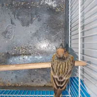 گلبسر مست مست میخونه