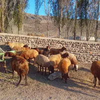 ۱۴راس گوسفند ماده|حیوانات مزرعه|نیر (اردبیل), |دیوار