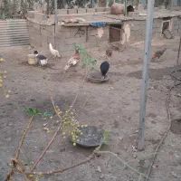 بوقلمون دستگاه اسیاب گوسفند مرغ شتر مرغ غاز اورک