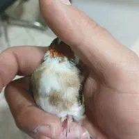 سهره نر و ماده