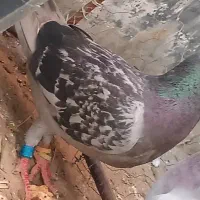 یک عدد کفتر کوهی پلاکی ماده جوان
