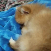 پامر خرسی سایز ریز|سگ|تهران, امامت|دیوار