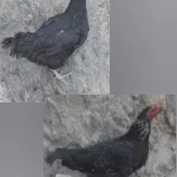 مرغ مشکی تخم گذار