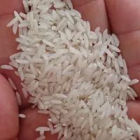 برنج هاشمی سورتینگ شده